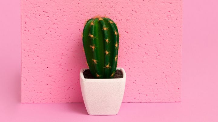 3 Tipos de cactus que viven en el interior y decoran los espacios de tu hogar