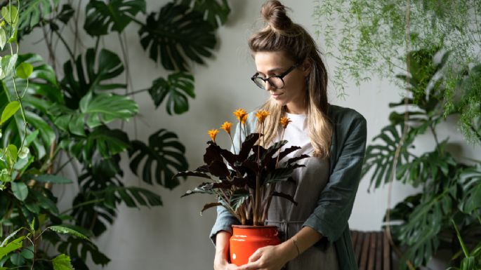 Esta es la planta que no puede faltar en tu hogar, según tu signo del zodíaco