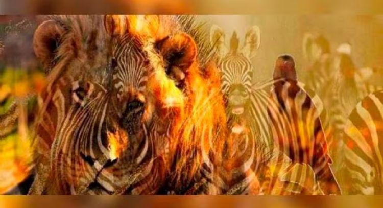 Responde el primer animal que observes y te diré un detalle de tu personalidad que pocos saben