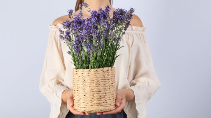 5 cuidados de la planta de lavanda para atraer bienestar a tu vida