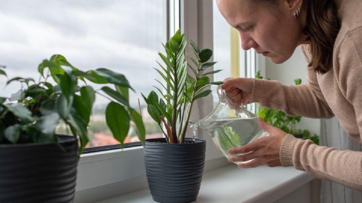 Con este ingrediente que usas en tu cabello, puedes mejorar la vida de tus plantas