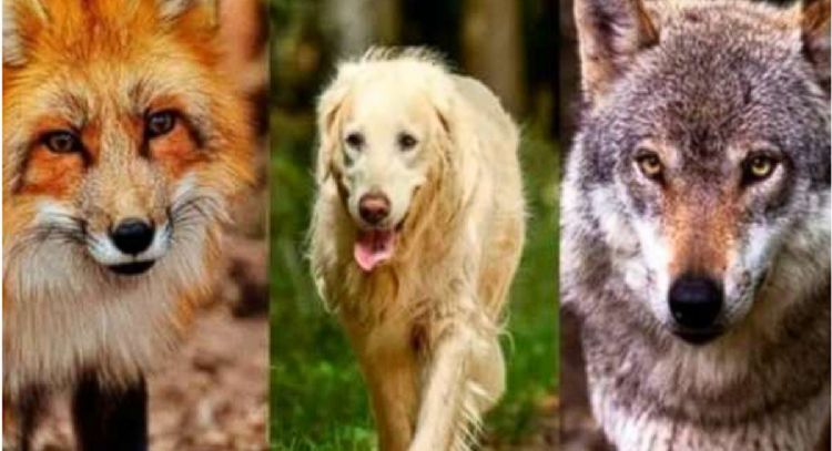 Responde el primer animal que observes y te diré tu verdadero instinto