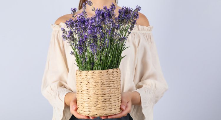 5 cuidados de la planta de lavanda para atraer bienestar a tu vida