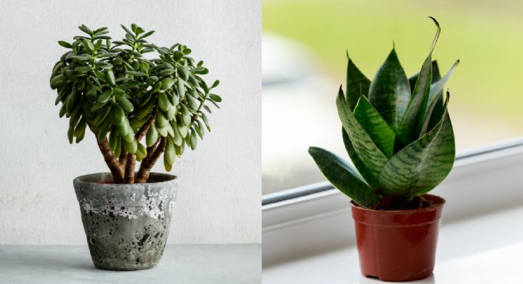 Árbol de jade versus lengua de suegra ¿cuál atrae mejor a la suerte?