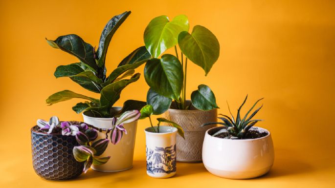 5 plantas de interior para atraer buenas energías en tus espacios que no son el árbol de jade