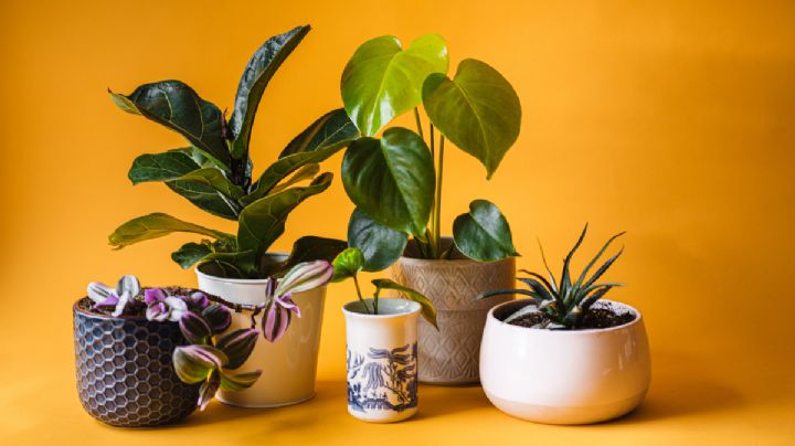 5 plantas de interior para atraer buenas energías en tus espacios que no son el árbol de jade