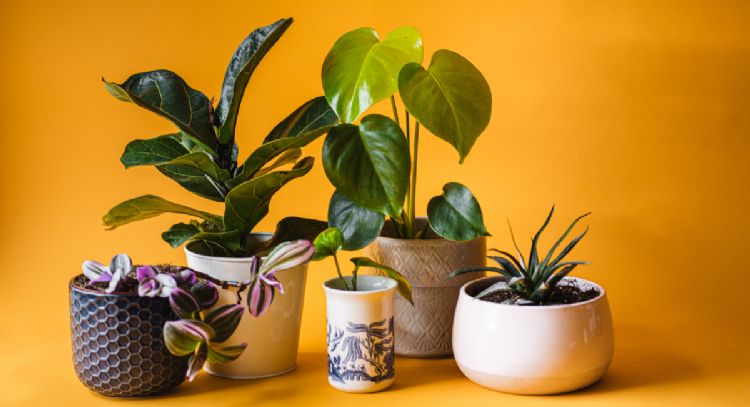 5 plantas de interior para atraer buenas energías en tus espacios que no son el árbol de jade