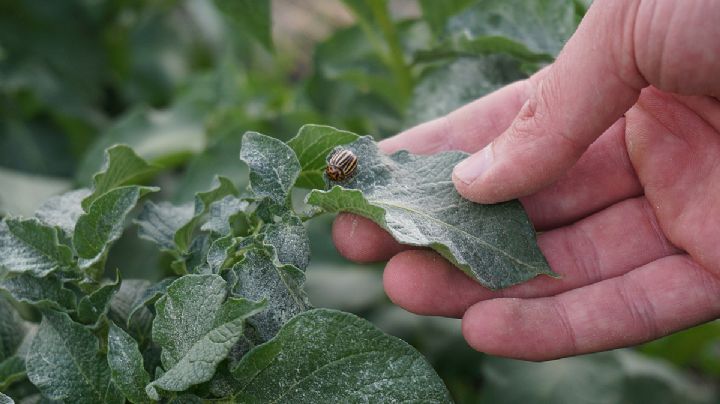 Repele las plagas de tu jardín colocando este tipo de planta