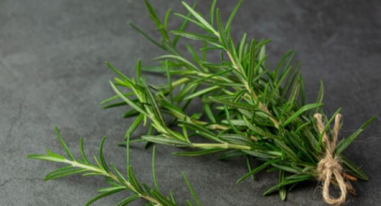 Cómo cultivar romero en un hogar pequeño de forma efectiva