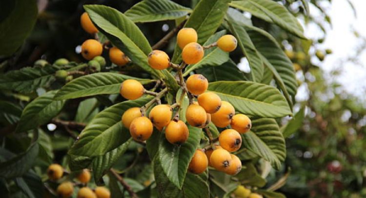 Despídete de las plagas de tu árbol níspero, conoce el remedio casero ideal para eliminarlas