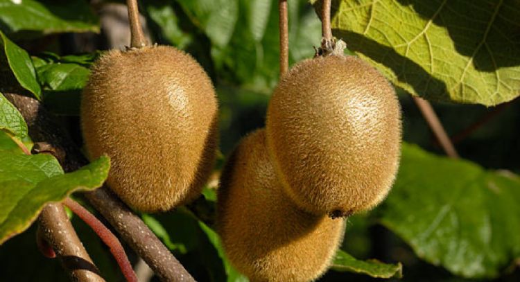 Conoce los mejores árboles frutales para cultivar en la sombra