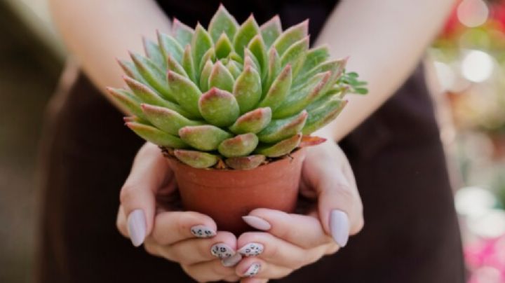 El Feng Shui revela el motivo por el cual tus suculentas se pudren y mueren