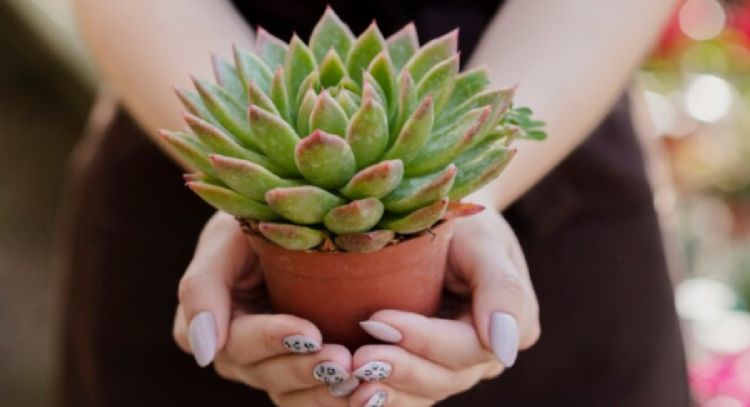 El Feng Shui revela el motivo por el cual tus suculentas se pudren y mueren