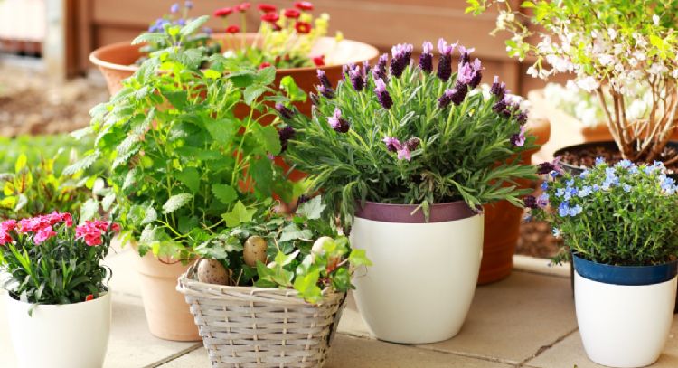 3 plantas coloridas que alegran tus espacios y resisten las 4 estaciones del año