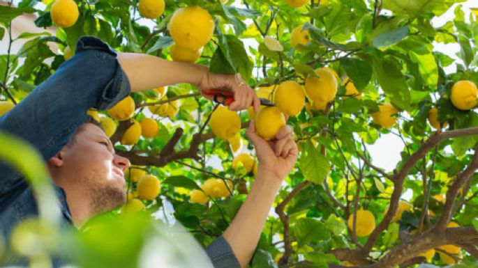 Esta es la fecha ideal para podar tus árboles frutales