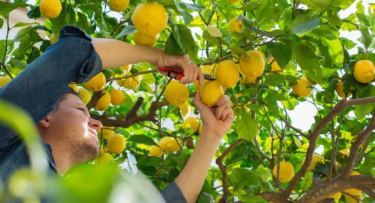 Esta es la fecha ideal para podar tus árboles frutales