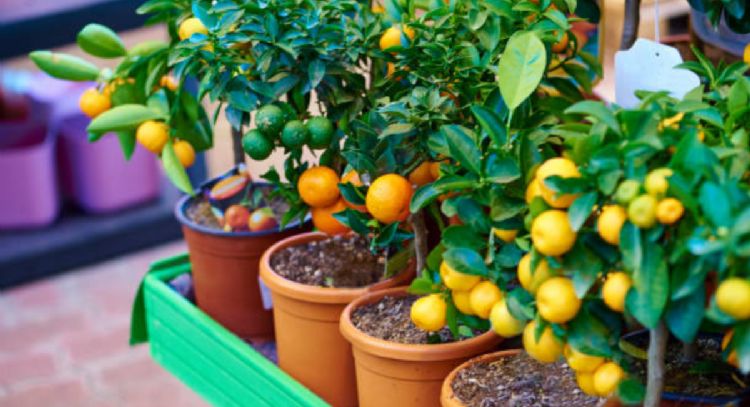 ¿Cuáles son los mejores árboles frutales para sembrar en maceta durante el próximo invierno?