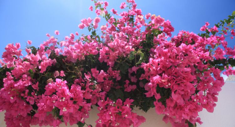 4 plantas trepadoras para decorar las paredes de tus espacios libres