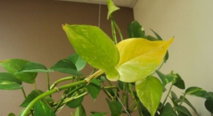Cura las hojas amarillas de tus plantas con este poderoso remedio casero