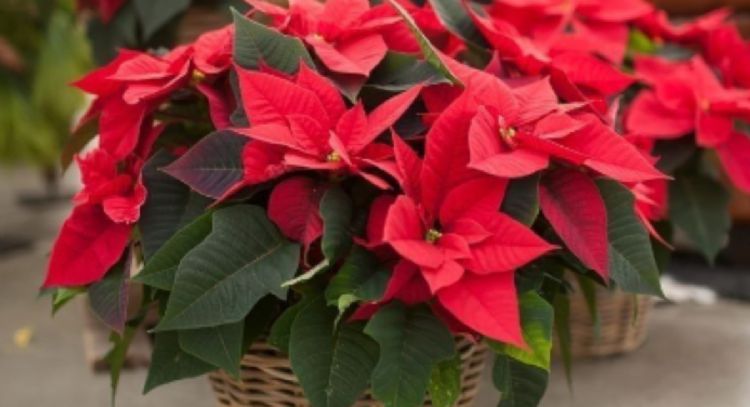 Esta es la flor que debes tener cerca para atraer la abundancia, según el Feng Shui
