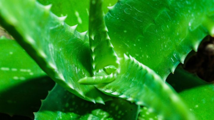 5 cuidados fundamentales para la planta de aloe de vera que tiene múltiples beneficios para tu salud y piel