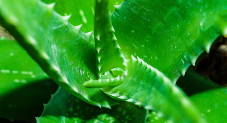 5 cuidados fundamentales para la planta de aloe de vera que tiene múltiples beneficios para tu salud y piel