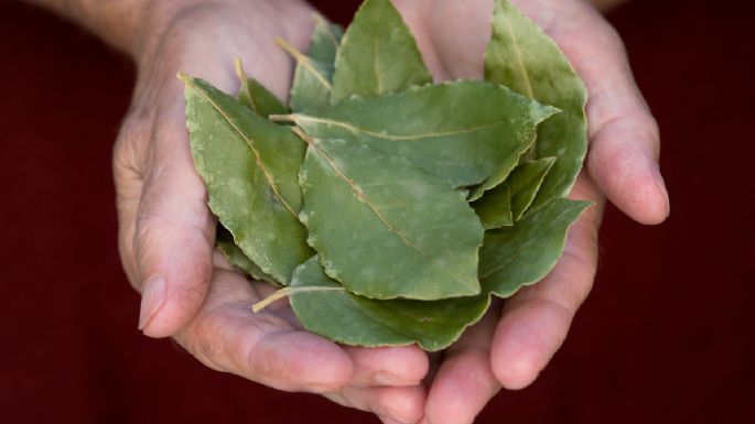 Descubre qué significa regalar una hoja de laurel en Navidad