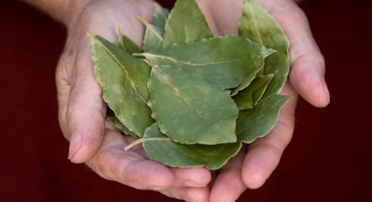 Descubre qué significa regalar una hoja de laurel en Navidad
