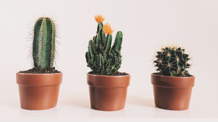 Conoce 3 cactus ideales para decorar el interior de tu hogar