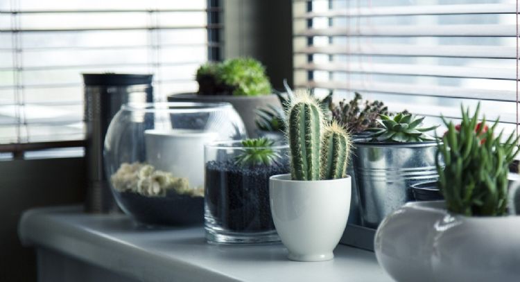 Cuáles son las plantas que debes colocar en la entrada de tu casa para atraer la prosperidad económica