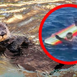 Nutria marina se hace VIRAL por robar tablas a surfistas ¡y sigue eludiendo su captura!