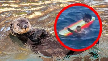 Nutria marina se hace VIRAL por robar tablas a surfistas ¡y sigue eludiendo su captura!