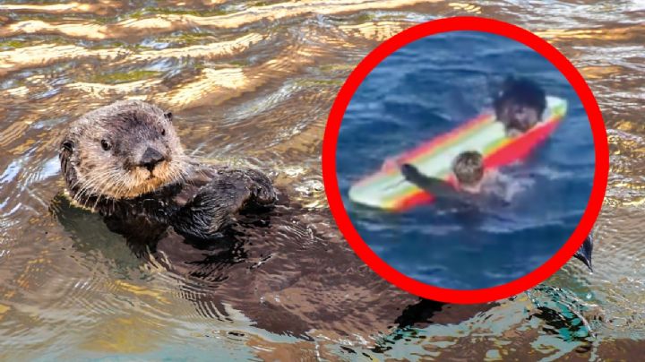 Nutria marina se hace VIRAL por robar tablas a surfistas ¡y sigue eludiendo su captura!