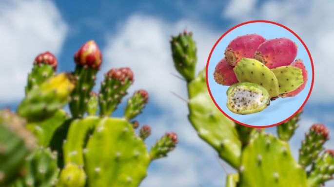 ¿Mito o realidad?: ¿Es cierto que si como muchas tunas el intestino se tapa?