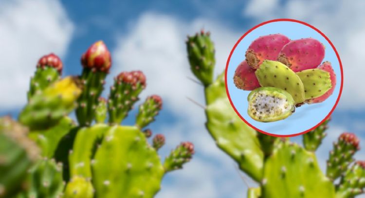 ¿Mito o realidad?: ¿Es cierto que si como muchas tunas el intestino se tapa?