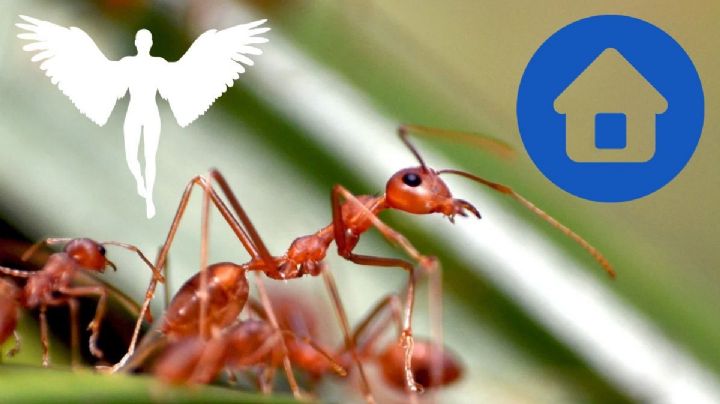 Conoce el significado espiritual de que haya una plaga de hormigas en tu casa