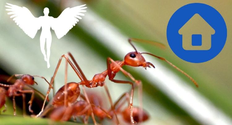 Conoce el significado espiritual de que haya una plaga de hormigas en tu casa