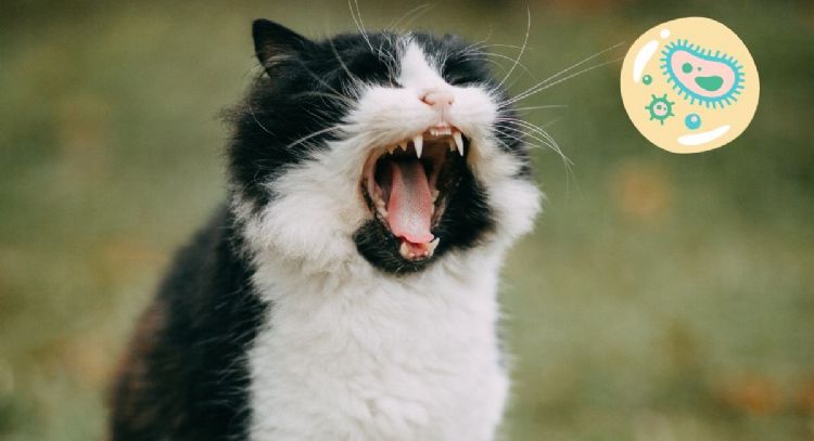 Gato callejero MUERDE a hombre y le provoca infección desconocida para la ciencia