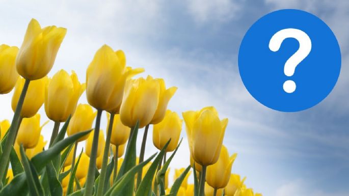 ¿Por qué se regalan flores amarillas en septiembre? Esta es la explicación de la tendencia viral