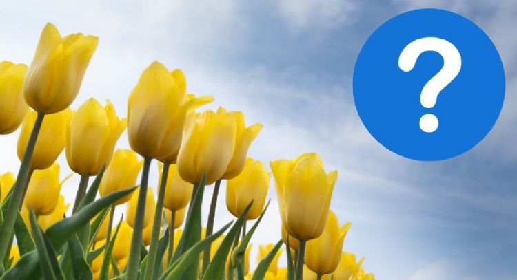 ¿Por qué se regalan flores amarillas en septiembre? Esta es la explicación de la tendencia viral