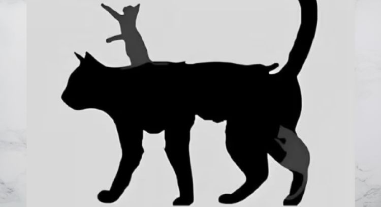 Test de personalidad: dime cuántos gatos vistes y te diré tu edad mental