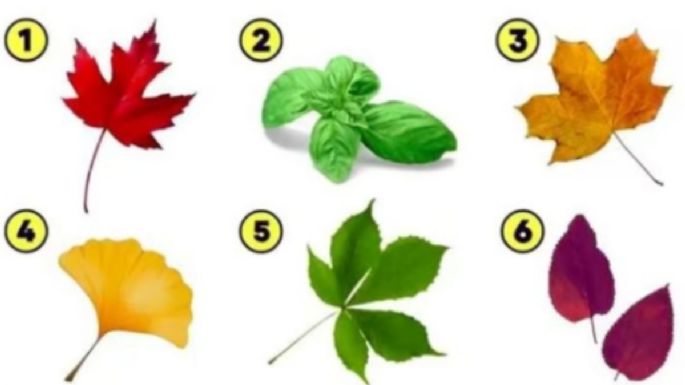 Test de personalidad: dime qué hoja viste primero y te diré la emoción que te domina
