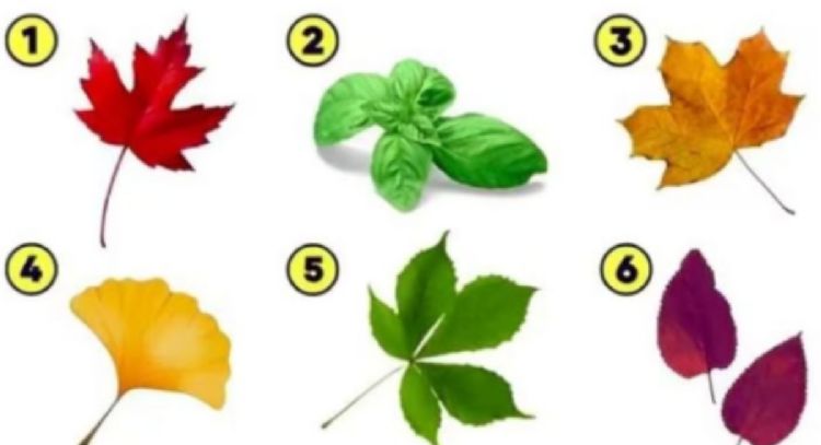 Test de personalidad: dime qué hoja viste primero y te diré la emoción que te domina