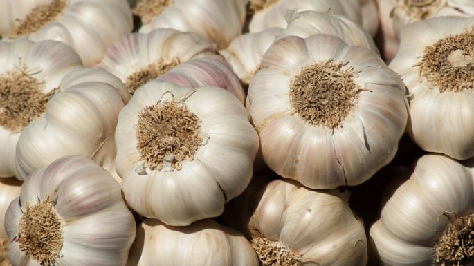 Conoce cuáles son los poderosos beneficios de comer ajo en ayunas que pocos saben