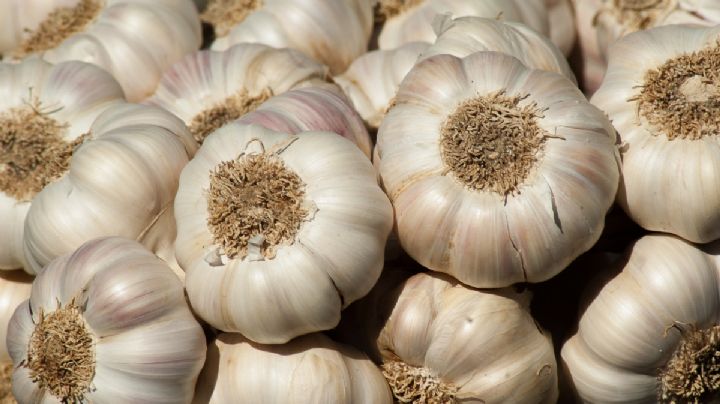 Conoce cuáles son los poderosos beneficios de comer ajo en ayunas que pocos saben