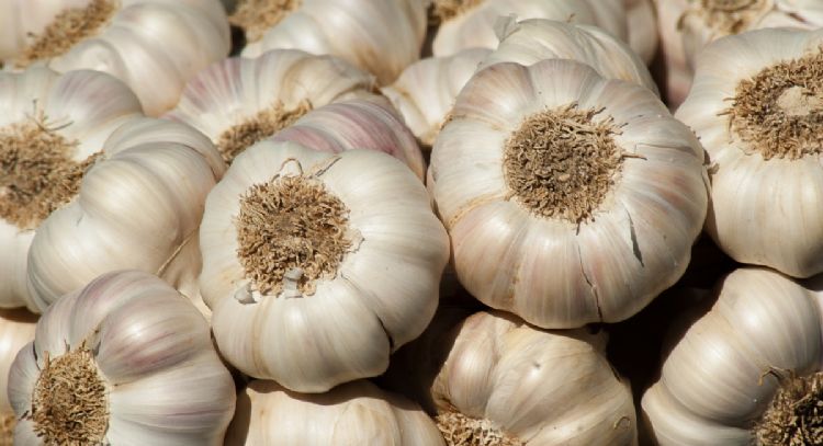 Conoce cuáles son los poderosos beneficios de comer ajo en ayunas que pocos saben