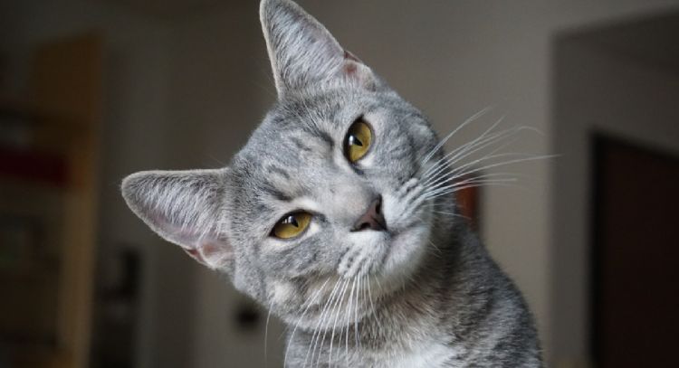 Conoce cuántos años viven los gatos