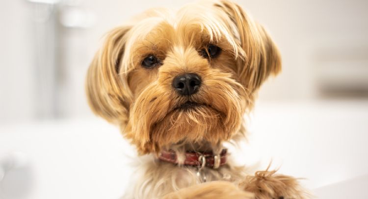Conoce las 5 razas de perros que viven más tiempo
