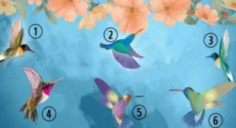 Dime qué colibrí eliges primero en la imagen y te diré algo de tu verdadera naturaleza