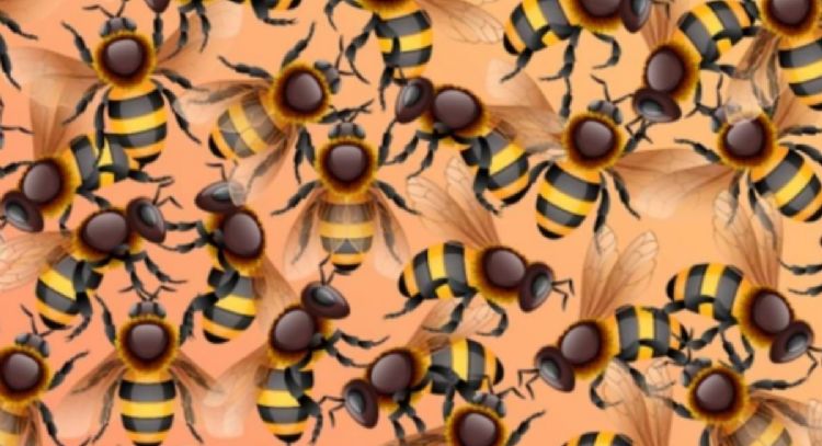 Solo una mente muy inteligente puede encontrar el girasol en solo 9 segundos